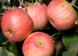 Apple - Akane - B.C.